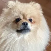 Ayachanman