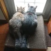 ∞リリー∞