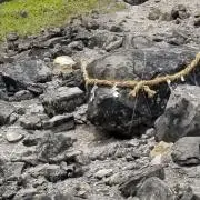 たこのもりの画像