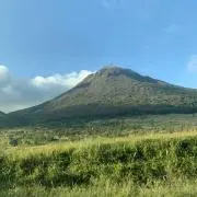 タネ