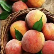 apricotの画像
