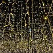 やたろうの画像