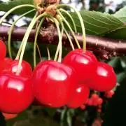 eieioの画像