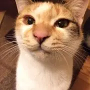 みけねこBookの画像