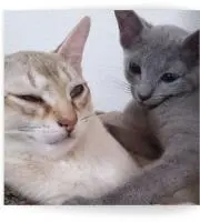 マロの画像