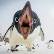 ペンギンごはん
