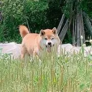 らんはなの画像