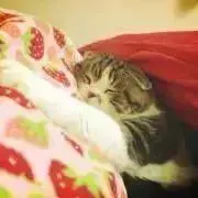 そららの画像