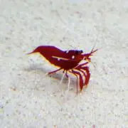 chanmanの画像