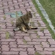 レイ