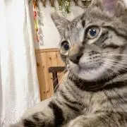 Suzuの画像