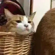 キキ