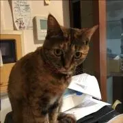 きなこの画像