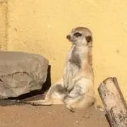 やぎい