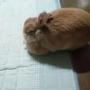 きなこきなこの画像