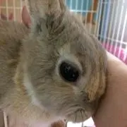 ミミロル