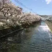 Hikarimama