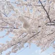 ひなまる⭐︎即購入OKの画像