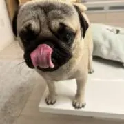 こうしの画像
