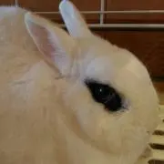 ビオラ