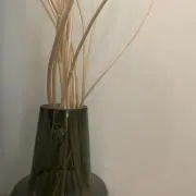 まろんの画像