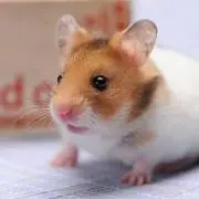 くまももんがの画像