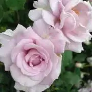 piggyの画像