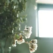 Pigeon's Homeの画像