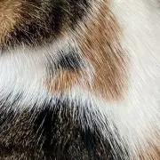 ねこの画像