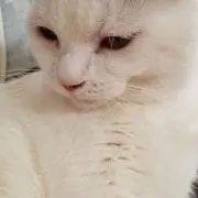ローズ