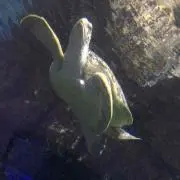 亀☆