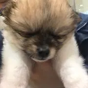 ぷーの画像