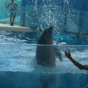 ちい♪の画像