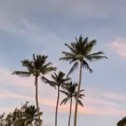 pecoの画像
