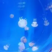 パナ
