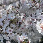 ぼんの画像