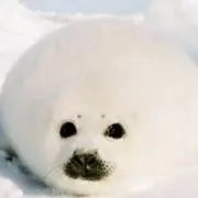 あざらしの画像