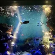 akodamの画像