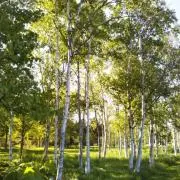 mimozaの画像