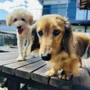 ニコハピの画像