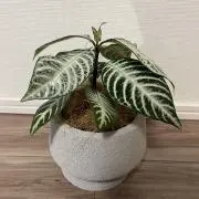 だいち