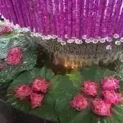 momoの画像