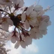 senjyuの画像