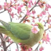 かりん