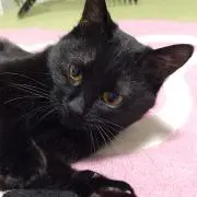 すいの画像