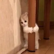 けの画像