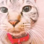 あぷる