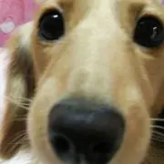 おりりん