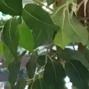 ＲＹの画像