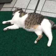 まっくすの画像